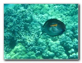 Canon-Underwater-Digital-Camera-Case-Review-032