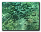 Canon-Underwater-Digital-Camera-Case-Review-035
