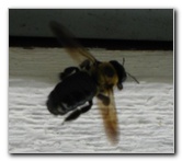 Carpenter-Bee-Insect-Pest-Control-002