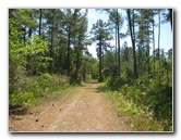 Chacala-Trail-Paynes-Prairie-Preserve-State-Park-Micanopy-FL-022