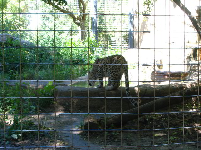 Lincoln-Park-Zoo-Chicago-012