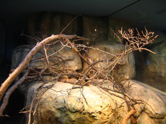 Lincoln-Park-Zoo-Chicago-043