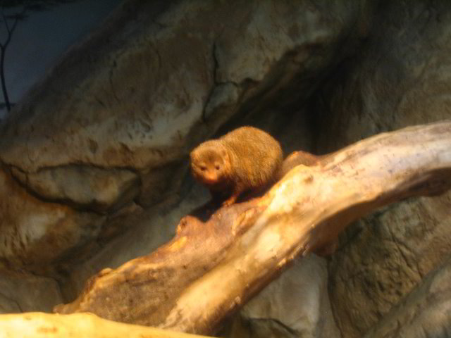 Lincoln-Park-Zoo-Chicago-045