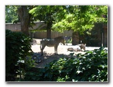 Lincoln-Park-Zoo-Chicago-018