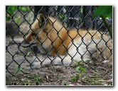 Cosley-Zoo-Wheaton-Park-District-Chicago-IL-032
