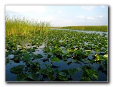 Everglades-Holiday-Park-Airboat-Ride-021