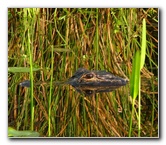 Everglades-Holiday-Park-Airboat-Ride-056