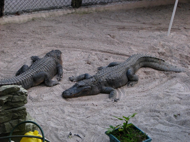 Everglades-Holiday-Park-Gator-Show-005