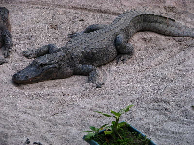 Everglades-Holiday-Park-Gator-Show-006