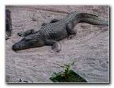 Everglades-Holiday-Park-Gator-Show-006