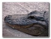 Everglades-Holiday-Park-Gator-Show-011