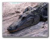Everglades-Holiday-Park-Gator-Show-018