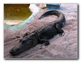 Everglades-Holiday-Park-Gator-Show-021