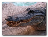 Everglades-Holiday-Park-Gator-Show-025