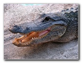 Everglades-Holiday-Park-Gator-Show-027