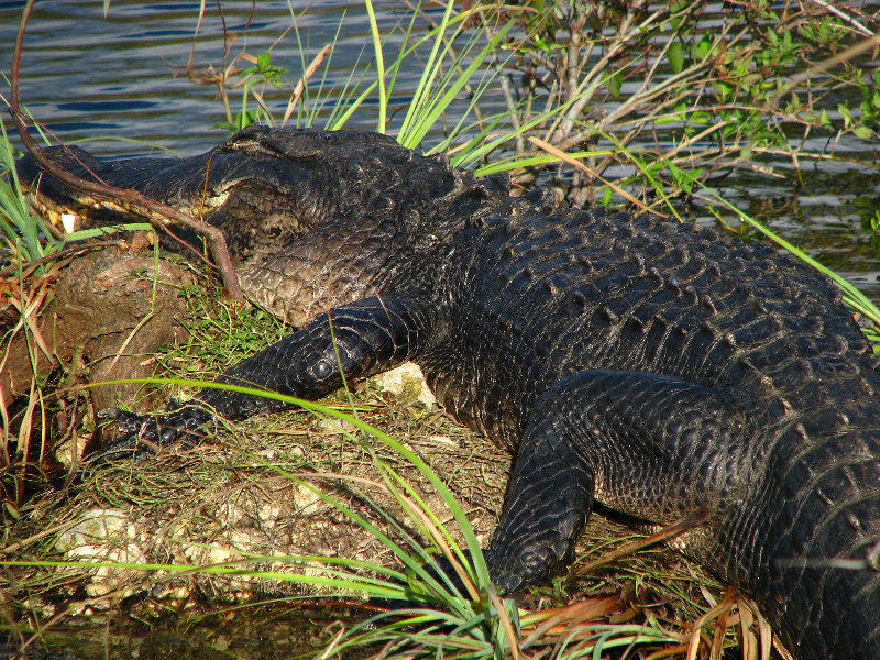 Everglades-National-Park-Homestead-FL-067