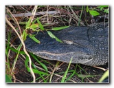 Everglades-National-Park-Homestead-FL-017