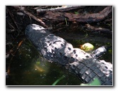 Everglades-National-Park-Homestead-FL-018