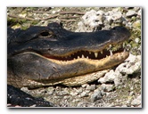 Everglades-National-Park-Homestead-FL-027