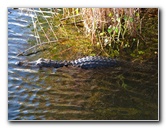 Everglades-National-Park-Homestead-FL-052