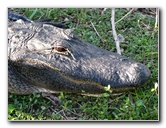 Everglades-National-Park-Homestead-FL-056