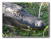 Everglades-National-Park-Homestead-FL-059