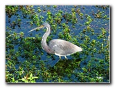 Everglades-National-Park-Homestead-FL-061