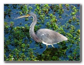 Everglades-National-Park-Homestead-FL-062