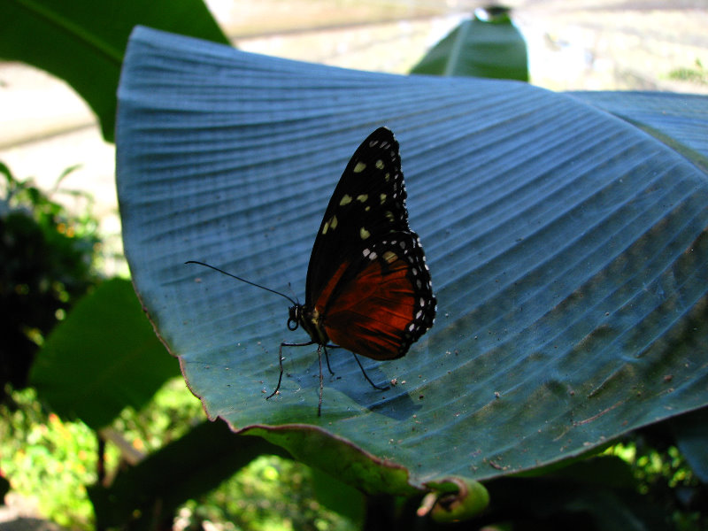 Fincas-Naturales-Butterfly-Garden-Costa-Rica-009