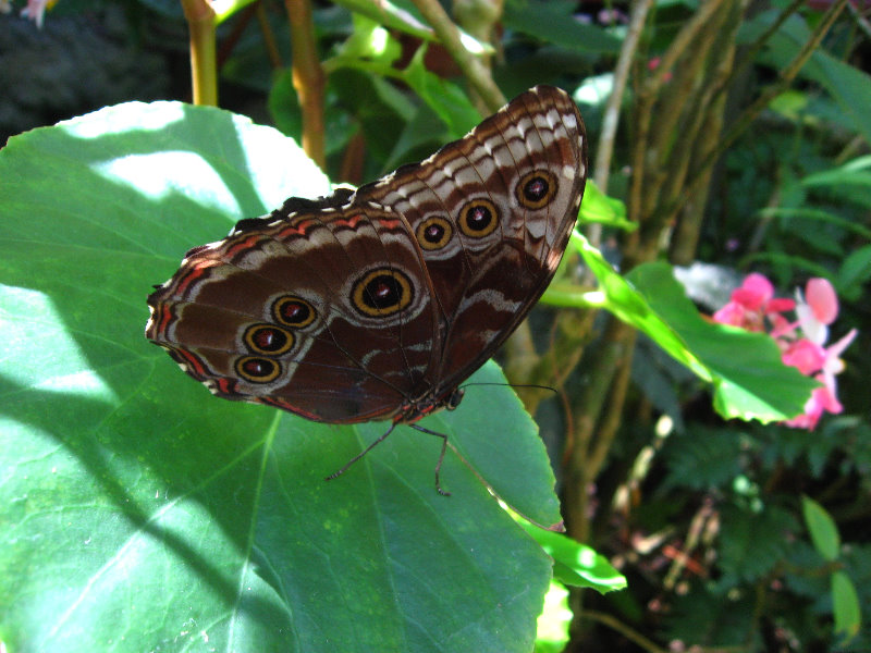 Fincas-Naturales-Butterfly-Garden-Costa-Rica-041