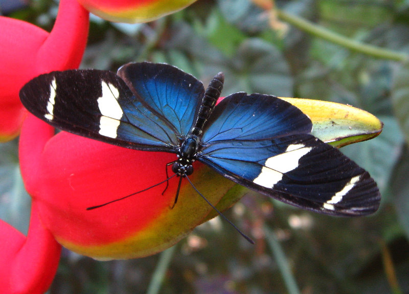 Fincas-Naturales-Butterfly-Garden-Costa-Rica-051
