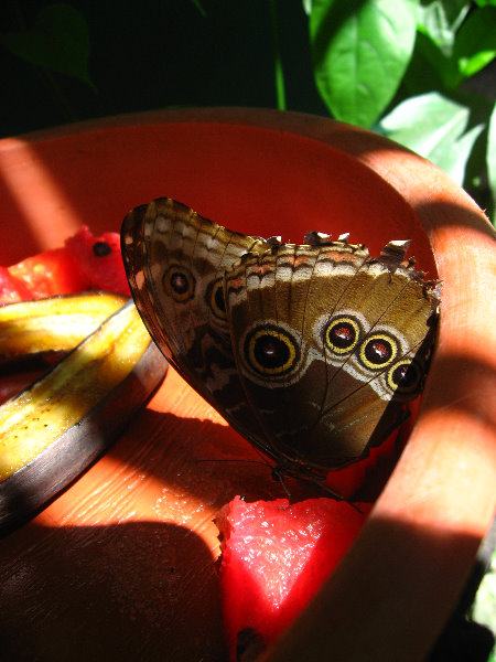 Fincas-Naturales-Butterfly-Garden-Costa-Rica-060