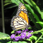 Fincas Naturales Butterfly Garden - Costa Rica