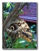 Fincas-Naturales-Butterfly-Garden-Costa-Rica-033