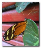 Fincas-Naturales-Butterfly-Garden-Costa-Rica-046