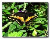 Fincas-Naturales-Butterfly-Garden-Costa-Rica-052