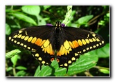 Fincas-Naturales-Butterfly-Garden-Costa-Rica-053
