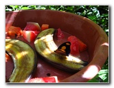 Fincas-Naturales-Butterfly-Garden-Costa-Rica-054
