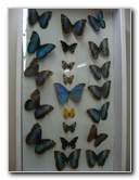 Fincas-Naturales-Butterfly-Garden-Costa-Rica-064