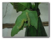Fincas-Naturales-Butterfly-Garden-Costa-Rica-065