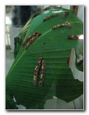 Fincas-Naturales-Butterfly-Garden-Costa-Rica-067