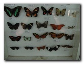 Fincas-Naturales-Butterfly-Garden-Costa-Rica-068