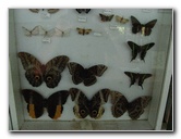 Fincas-Naturales-Butterfly-Garden-Costa-Rica-070