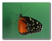 Fincas-Naturales-Butterfly-Garden-Costa-Rica-073