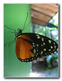 Fincas-Naturales-Butterfly-Garden-Costa-Rica-074