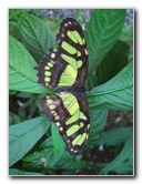 Fincas-Naturales-Butterfly-Garden-Costa-Rica-080