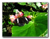 Fincas-Naturales-Butterfly-Garden-Costa-Rica-085