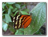Fincas-Naturales-Butterfly-Garden-Costa-Rica-088