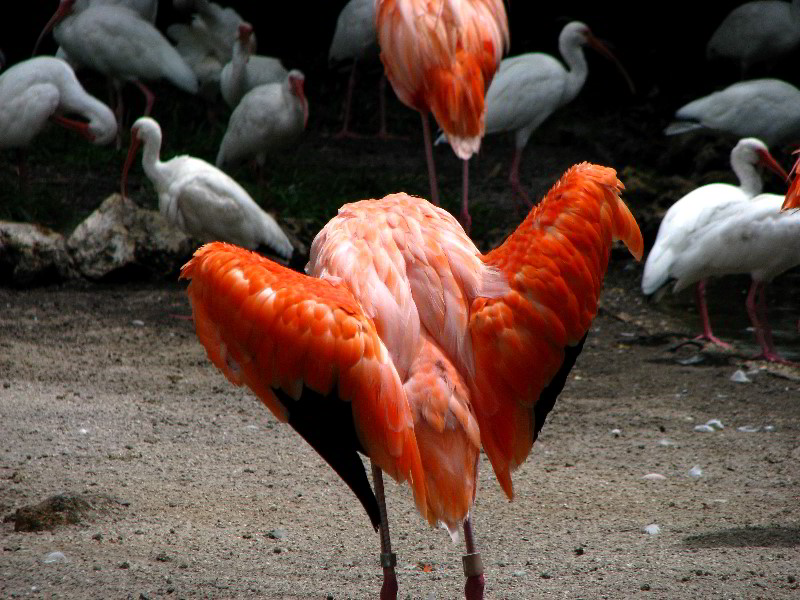 Flamingo-Gardens-Davie-FL-022