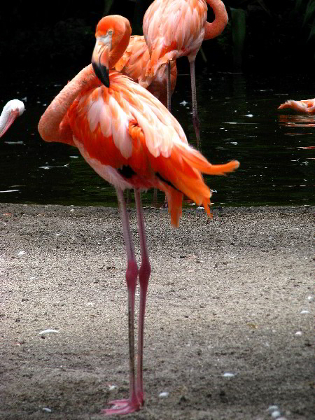 Flamingo-Gardens-Davie-FL-025